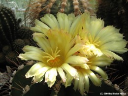 Astrophytum ornatum